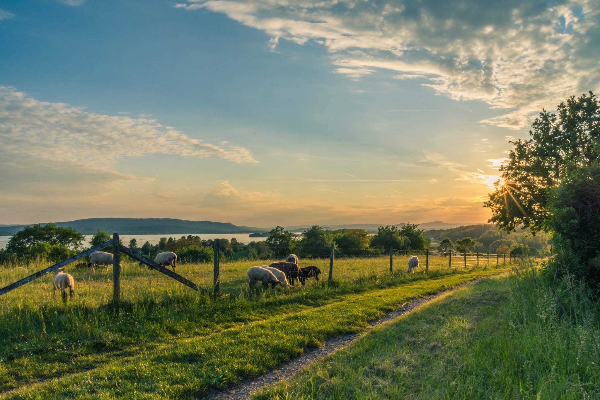 Pasture Management National Platform of Georgia is launched