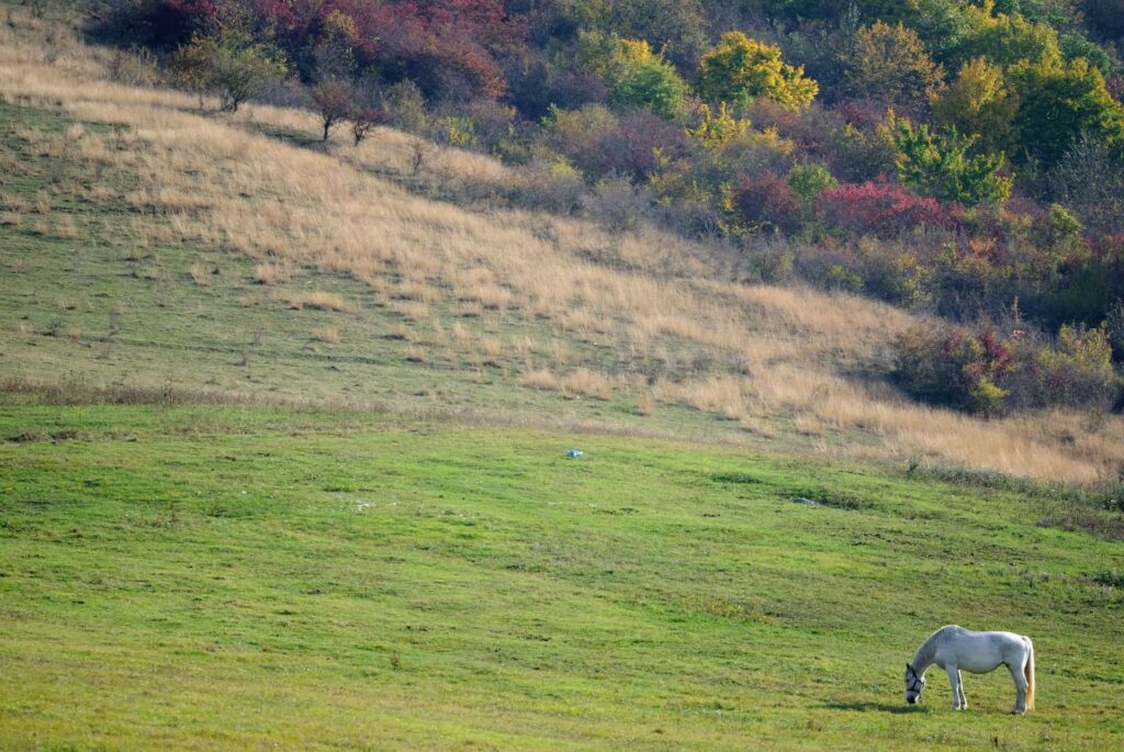 Create Enabling Conditions for Establishment of State Program on Sustainable Pasture Management