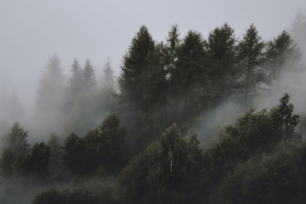 Upscaling Global Forest Watch in Caucasus Region